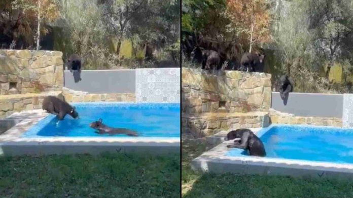Captan a familia de osos disfrutando de alberca en Nuevo León
