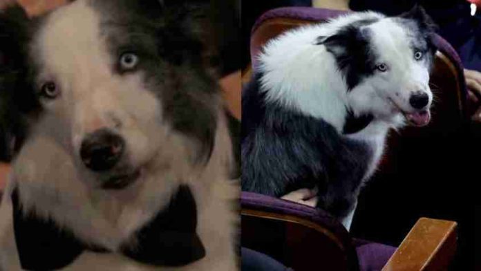 Messi, el perrito del Oscar 2024 que opacó a los nominados