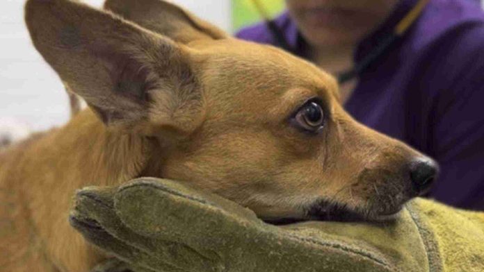 Hombre amarra a perrito a un poste con cinta por hacer del baño afuera de su casa