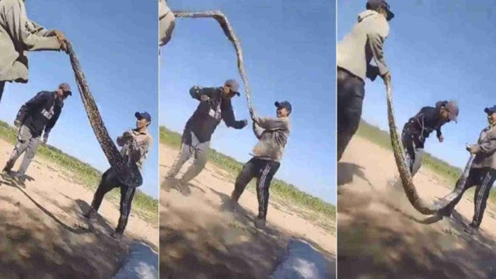Jóvenes usan boa gigante para saltar la cuerda