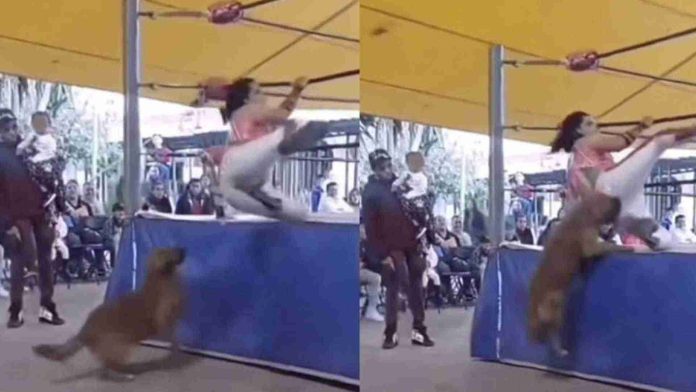 Perrito entra a ring y muerde a luchador