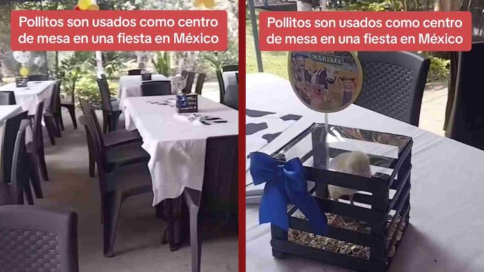 Pollitos como centros de mesa en fiesta causan indignación