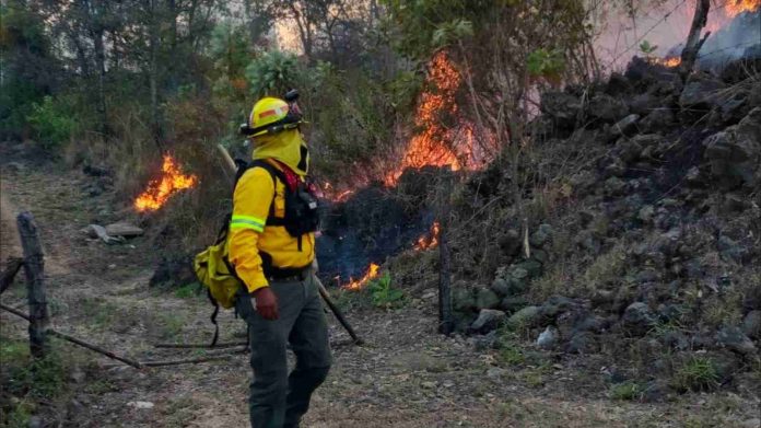 Guardabosques sofocan incendio en el área forestal del Zapién