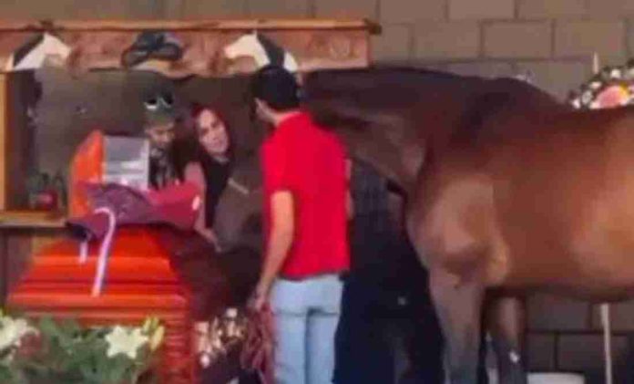 #Video: Así fue el ultimo adiós de los caballos rescatados por Elena Larrea