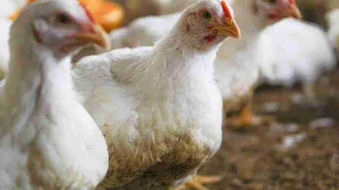 120 aves muertas por influenza aviar en Michoacán; no hay riesgo para la salud humana