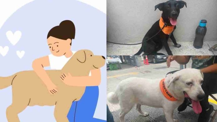 Rescatan perros y gatos para su adopción en Feria Meraki