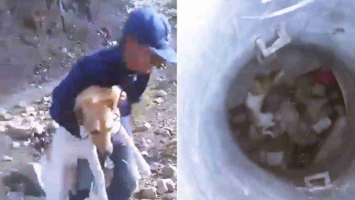 Jóvenes amarran y arrojan a perrito a un pozo