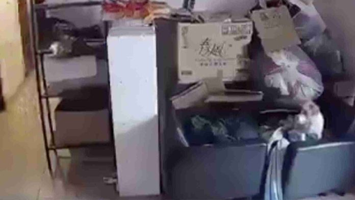 Perrito alerta a sus dueños de terremoto en Taiwán segundos antes de ocurrir