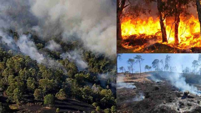 12 incendios forestales atendidos este viernes en Michoacán