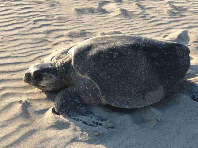 Separa PC a 2 elementos relacionados con robo de huevos de tortuga