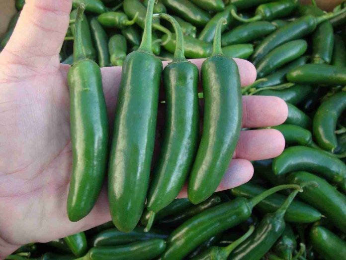 Aumenta la canasta básica: chile serrano se oferta hasta en 100 pesos en Morelia.