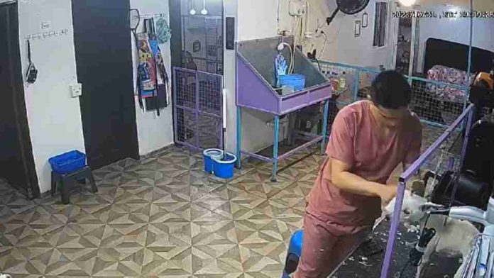 #Video: Cuidador golpea a perrito mientras lo atendía en estética canina