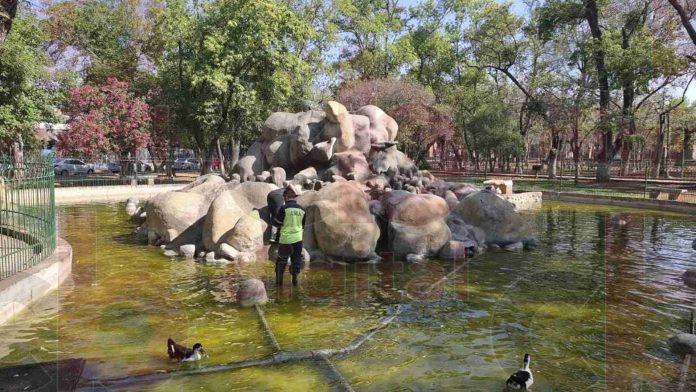 Voluntarios combaten plaga de ratas en Fuente de los Patos