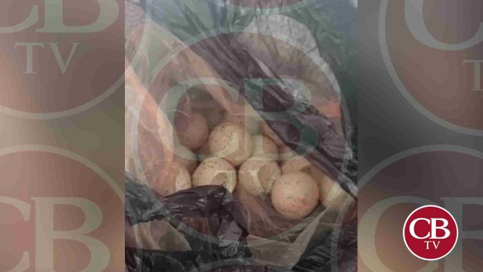 FGR investiga a PC por almacenar huevos de tortuga
