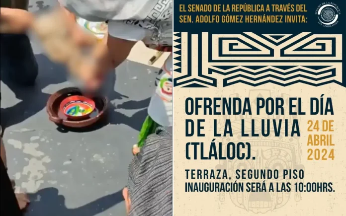 #Videofuerte: Sacrifican gallina en Senado de la República 'para que llueva'