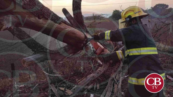 Cae árbol de 20 metros en la Morelia-Salamanca