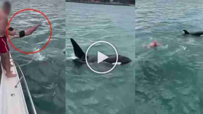 #VIDEO: Hombre salta de barco hacia una orca; fue multado por acoso animal