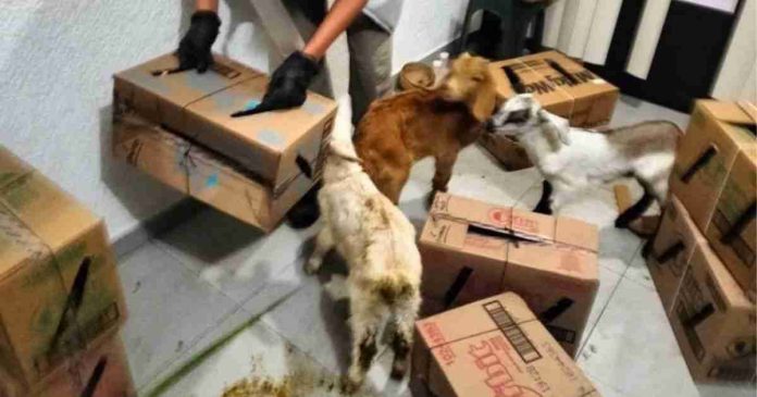 Aseguran animales en casa donde los sacrificaban para rituales