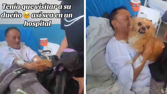 Familia mete a perrito a escondidas al hospital para reencontrarse con su dueño