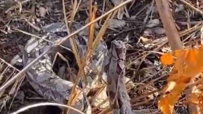 Jóvenes le dan de beber agua a una boa por las altas temperaturas