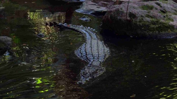 Mujer arrojó a su hijo con discapacidad a un río lleno de cocodrilos