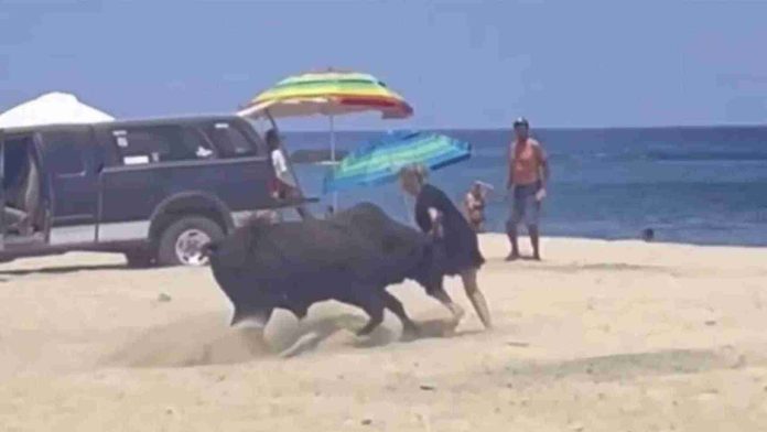 Mujeres son atacadas por un toro en playa de Los Cabos