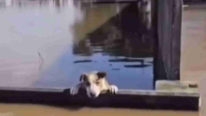 Rescatan a perrito que estaba a punto de ahogarse en inundaciones de Brasil
