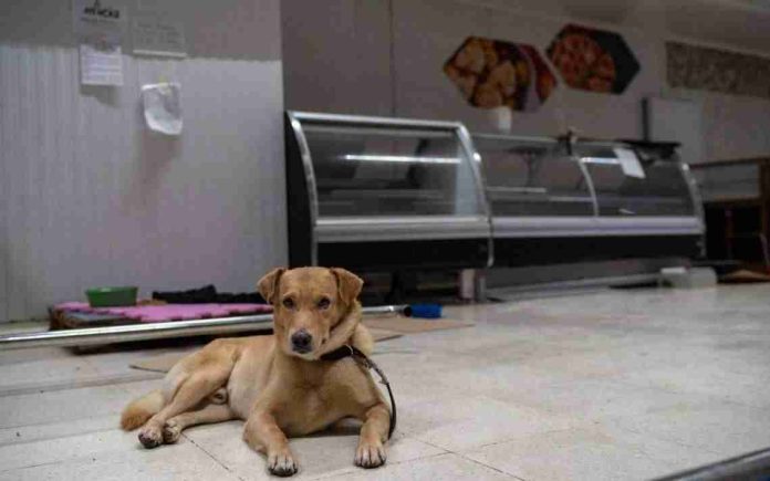En Turquía proponen quitarle la vida a 4 millones de perros callejeros