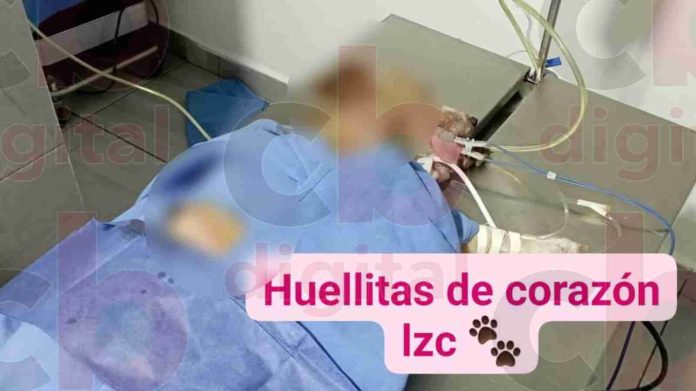 Logran salvar a cachorrita tras ataque con una barilla de metal en LZC