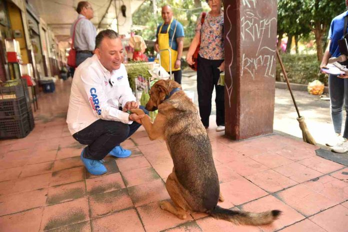 Protección animal integral, fundamental en la sociedad: Carlos Quintana