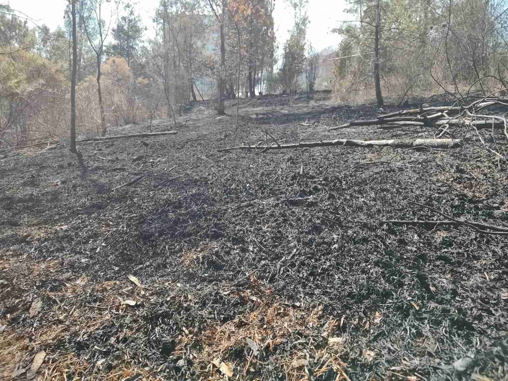 Gran cantidad de árboles, troncos y hojarasca, a lo largo y ancho de aproximadamente cinco hectáreas de superficie, según el reporte de la Coordinación de Protección Civil y Bomberos de Morelia, fue el saldo de un incendio ocurrido entre una zona residencial y otra comercial al sur de Morelia.