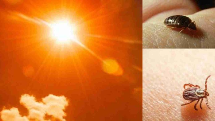 Por temporada de calor, aumentan chinches, garrapatas y piojos, indican autoridades sanitarias
