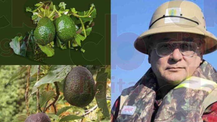 Por sequía, disminuye 6.6% producción de aguacate en Michoacán en 2024
