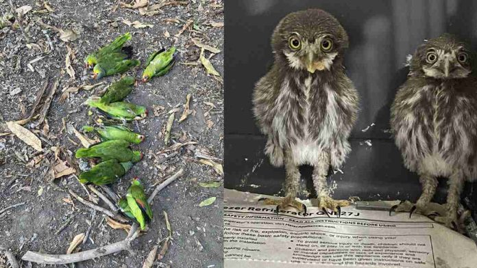 Golpe de calor afecta a decenas de aves en la Huasteca Potosina
