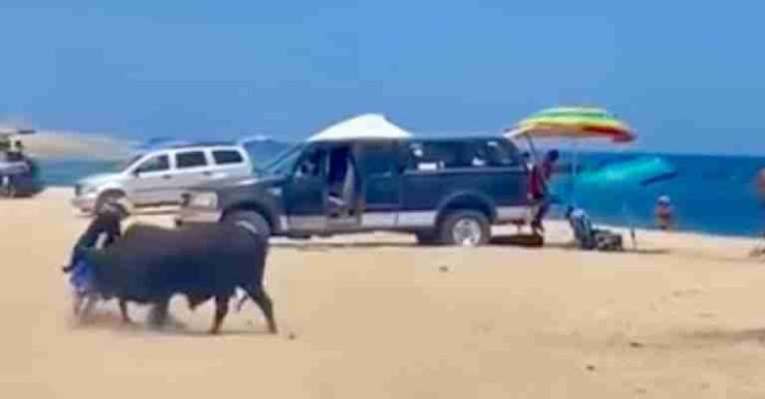 #VideoSensible: Toro embiste a mujer en playa de Los Cabos