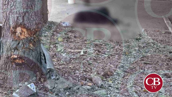 Esperaba el camión y un auto la mata en LC
