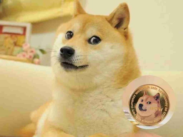 Muere Kabosu, la perrita detrás del meme de 