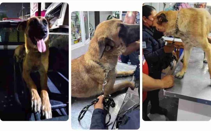 Policías de Tizayuca arrastran a perrita en una patrulla; explican qué pasó