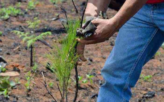 En julio comenzará la reforestación en Michoacán: SECMA