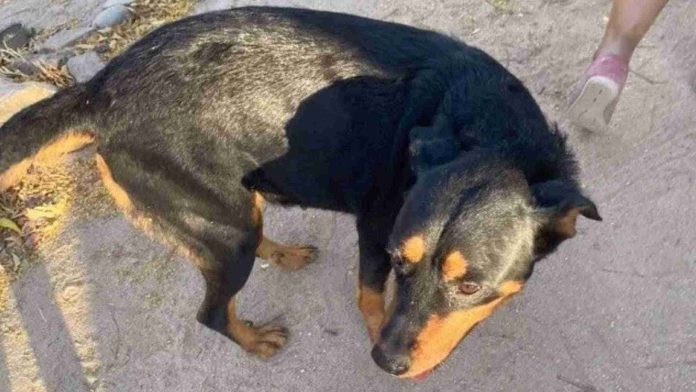 Exigen justicia para la perrita Leydi