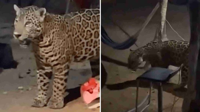 Jaguar busca desesperadamente agua dentro de una vivienda en Cancún
