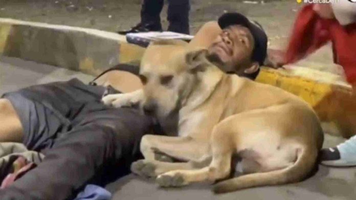 Perrito se vuelve viral por quedarse junto a su dueño luego de ser atropellado