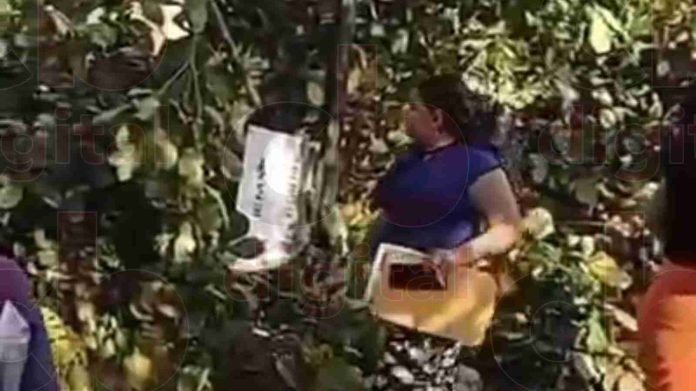 #Video: Morelia Colapsa árbol encima de una 