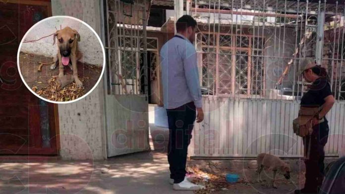 Perrito golpeado, sin comida y amarrado es rescatado en Apatzingán