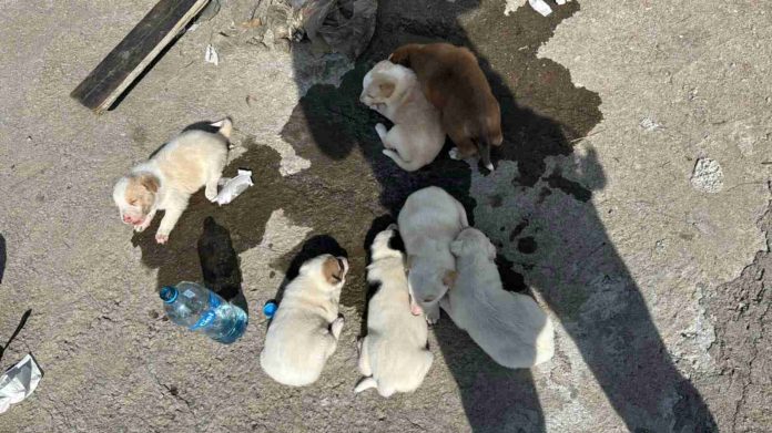 #Video: Abandonan a ocho cachorros a faldas de un puente vehicular