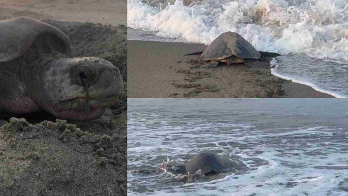 Tortuga Golfina, la especie más predominante en costa michoacana
