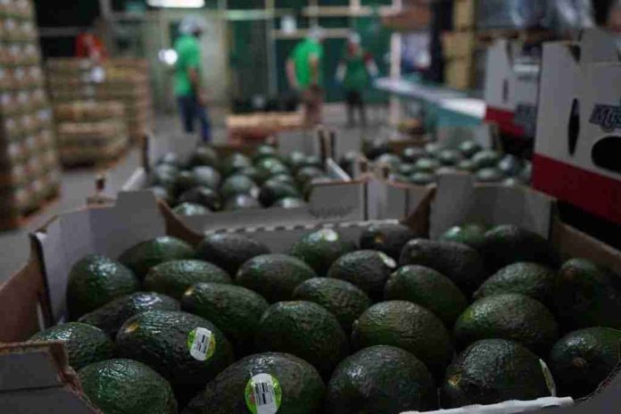 Continuarán suspendidas inspecciones de aguacates y mangos hasta que haya seguridad: Ken Salazar