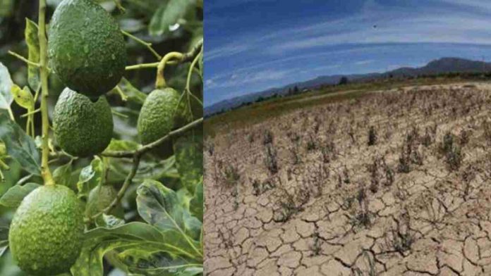 Por cultivo de aguacate, denuncian sobreexplotación de agua en Carácuaro