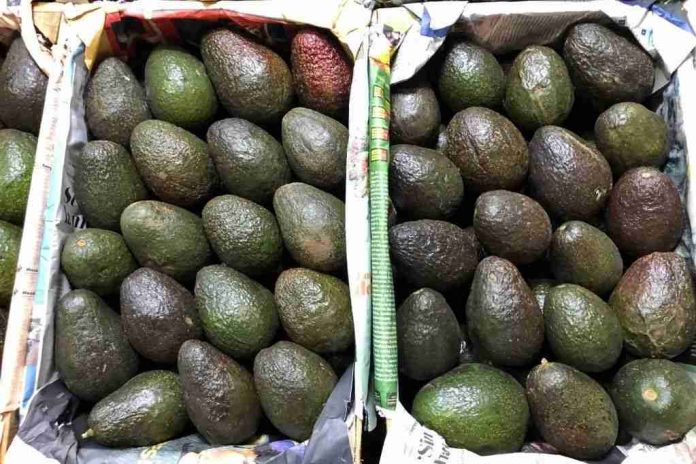 AMLO asegura pronto se resolverá problema de exportación de aguacate; Nayarit busca exportar a Estados Unidos