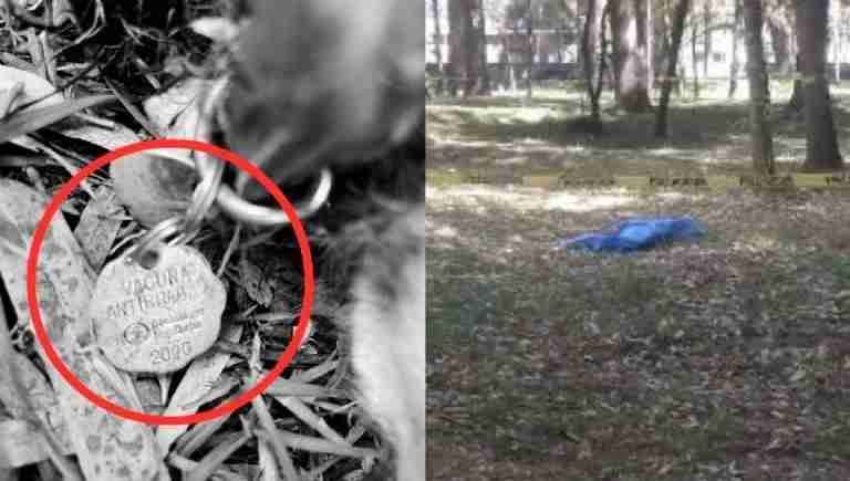 25 perros encontrados muertos en bosque de Nativitas: Autoridades locales 25 perros encontrados muertos en bosque de Nativitas: Autoridades locales